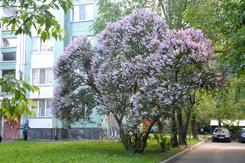 Сирень во дворе фото